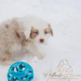 Peppermint - Red tri-color male Australian Shepherd puppy in Red Bud, Illinois from Authentic Aussies