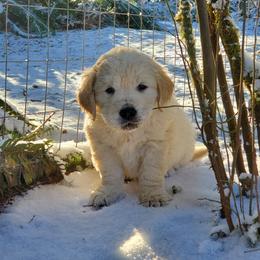 Golden Retriever Puppies from Hoekema Homestead Goldens