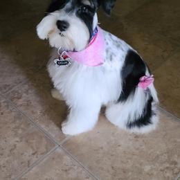 Miniature Schnauzer Puppies from Priscilla's Miniature Schnauzers