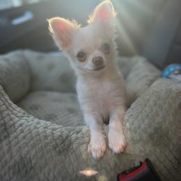 Peaches - Cream and white female Chihuahua puppy in Harrison, Michigan from Cloud9 Chihuahuas