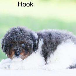 Hook - Blue merle male Aussiedoodle puppy in Factoryville, Pennsylvania from North Mountain Doodles