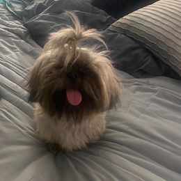 Henny - Shih Tzu