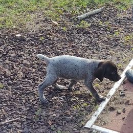 German Shorthaired Pointer Puppies from Stoney Fork German Shorthaired Pointers