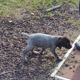 German Shorthaired Pointer Puppies from Stoney Fork German Shorthaired Pointers