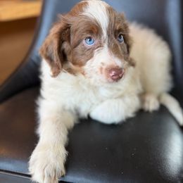 Rocky - Brown and white male Aussiedoodle puppy in Lowville, New York from Adirondack Labradoodles