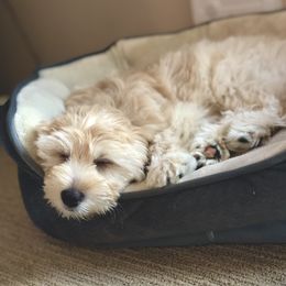 Goldendoodle and Poodle Puppies from Daisey's Doodles Seattle