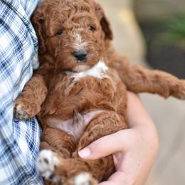Xander - Apricot male Goldendoodle puppy in Berlin, Ohio from Doodle Babys
