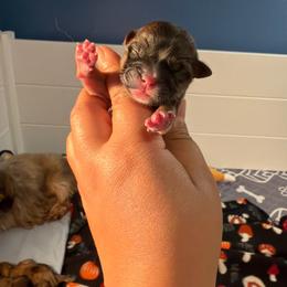 Colin - Red and white male Shih Tzu puppy in Roseville, Michigan from Diamond Paws LLC