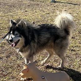 Dagger - Siberian Husky