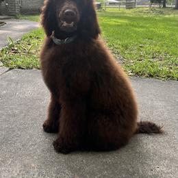 Labradoodle, Labrador Retriever, and Poodle All Grown Up from LLL Dog Ranch