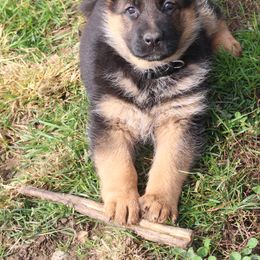 German Shepherd Puppies from Von Kunstlerisch
