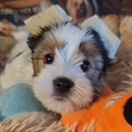 Zigmond - Yorkshire Terrier puppy from Schultz Yorkies byGrace