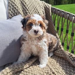 Girl 1 - female Cavapoo puppy in Mohnton, Pennsylvania from Maple Grove Cavaliers