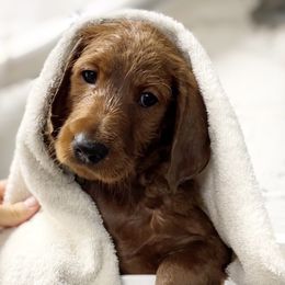 Goldendoodle, Labradoodle, Labrador Retriever, and Poodle Puppies from Katie K9