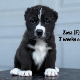 Zoya - Black female Central Asian Shepherd Dog puppy in Island City, Oregon from Alabaivalley