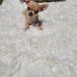 Chihuahua Puppies from Lemon's Full of Flaws Chihuahuas
