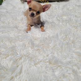 Chihuahua Puppies from Lemon's Full of Flaws Chihuahuas