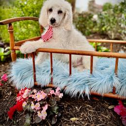 Jack - Cream male Poodle puppy in Houston, Texas from McEnery Standard Poodles