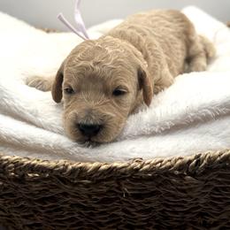 Jan Brady - Apricot female Goldendoodle puppy in O'fallon, Missouri from Rockin R Doodles