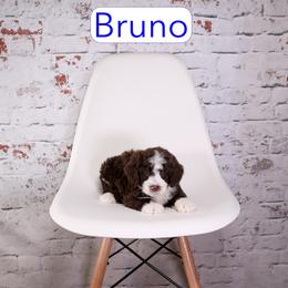 Bruno - male Aussiedoodle puppy in Calhoun, Georgia from Happy Top Doodles