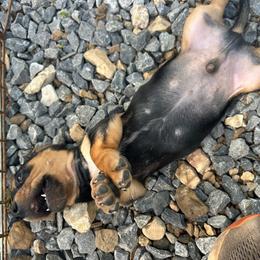 Squirmy - Black and tan male Dachshund puppy in Tahlequah, Oklahoma from Love Some Dogs Dachshunds & Cavalier King Charles Spaniels,Cavapoos