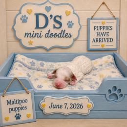 Boy 2 - Parti male Poodle puppy in Pawtucket, Rhode Island from Ds_minidoodles