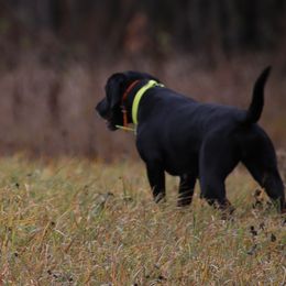 Labrador Retriever All Grown Up from RiversWild Retrievers