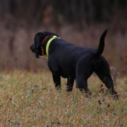 Labrador Retriever All Grown Up from RiversWild Retrievers