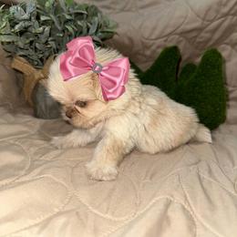 Shelly - Cream and white female Shih Tzu puppy in Azusa, California from RJ Shih Tzu lover
