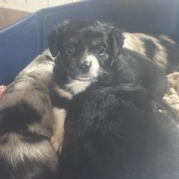 Dixie - Black tri female Toy Australian Shepherd puppy in Alabaster, Alabama from Bama Belle Aussies