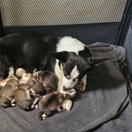 Pembroke Welsh Corgi and Saint Bernard Puppies from Middle Georgia Saints and Corgis