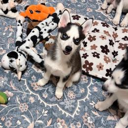 Pepper - Black and white female Pomsky puppy in Mannington Township, New Jersey from Little Husky Hutt