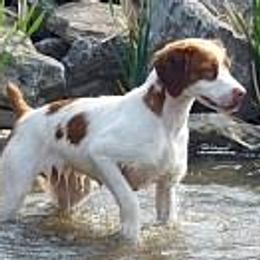 Brittanys from Whisper Ridge Kennels