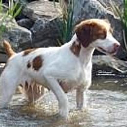 Brittanys from Whisper Ridge Kennels