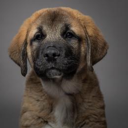 Anatolian Shepherd Dog Puppies from Fiddler’s Dream Anatolians