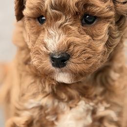 Wilson - Red  male Goldendoodle puppy in Somerset, Kentucky from Hilltop Doodles KY LLC