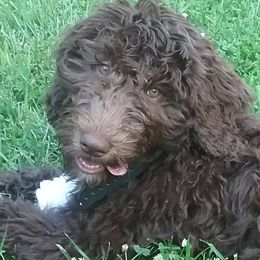 Goldendoodles and Poodles from Mountainside Doodles and Poodles