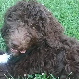 Goldendoodles and Poodles from Mountainside Doodles and Poodles