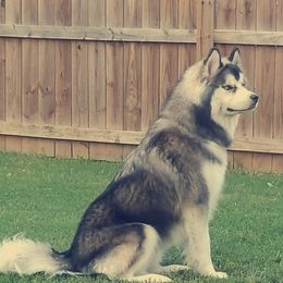Tim - Siberian Husky