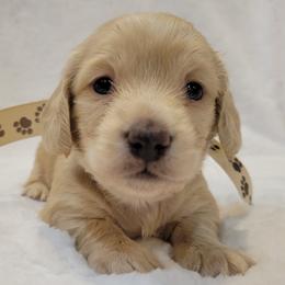 Dachshunds from Get A Long Little Doggie