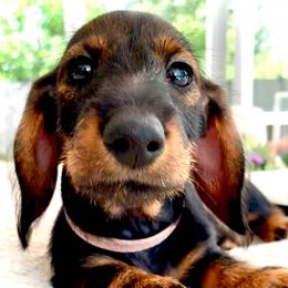 Wild boar wire - Wild boar female Dachshund puppy in Michigan And Florida Locations, Michigan from UP North Dachshunds UPNDLLC