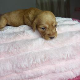 Rachel - Wheaten female Dachshund puppy in Lake City, Florida from My Ditzy Doxies of Florida