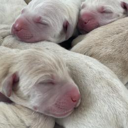 Labrador Retriever Puppies from Labsmith Labs