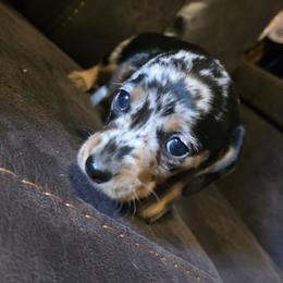 Dachshund Puppies from Joseph Dachshund's