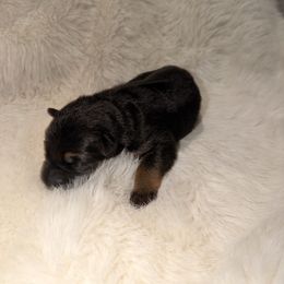 Girl 5 - Black and red female German Shepherd puppy in Hollis Center, Maine from Noble German Shepherds of Maine