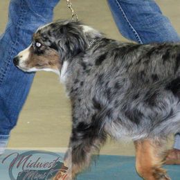 Paisley Wiggles - Miniature Australian Shepherd