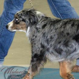Paisley Wiggles - Miniature Australian Shepherd