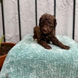 Tide - Chocolate female Goldendoodle puppy in Atlantic Beach, Florida from Glamorous Golden Doodles