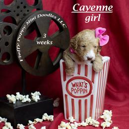 Cayenne (pink collar) girl - Apricot female Goldendoodle puppy in Corona, California from Fluffy Puppy Mini Doodles LLC