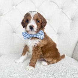 Cypress - Red  male Goldendoodle puppy in Sterling, Illinois from Charley's Goldendoodles